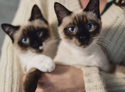 Info Box Cats Hotel 425x313